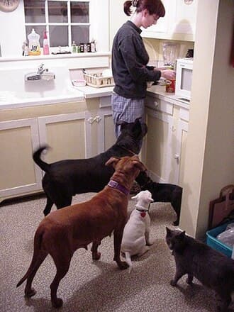 Pets